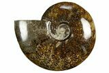 Polished, Agatized Ammonite (Cleoniceras) - Madagascar #327697-1